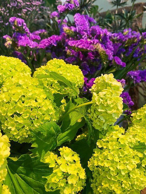 Kleurrijke bloemen