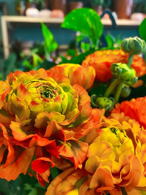 Oranje bloemen